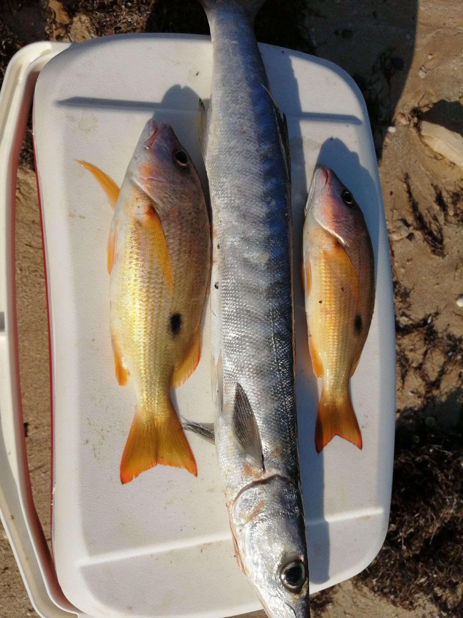 HUAWEI JKM-LX1 sample photo. Fish, buracauda, naseer photography