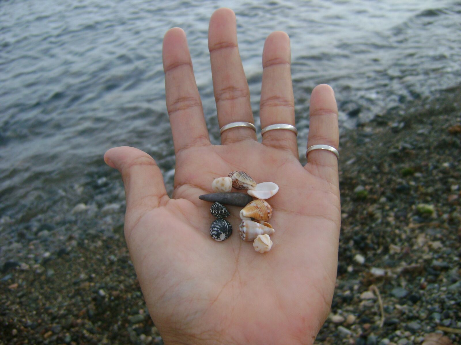 Sony DSC-S780 sample photo. Hands, snails, sea photography