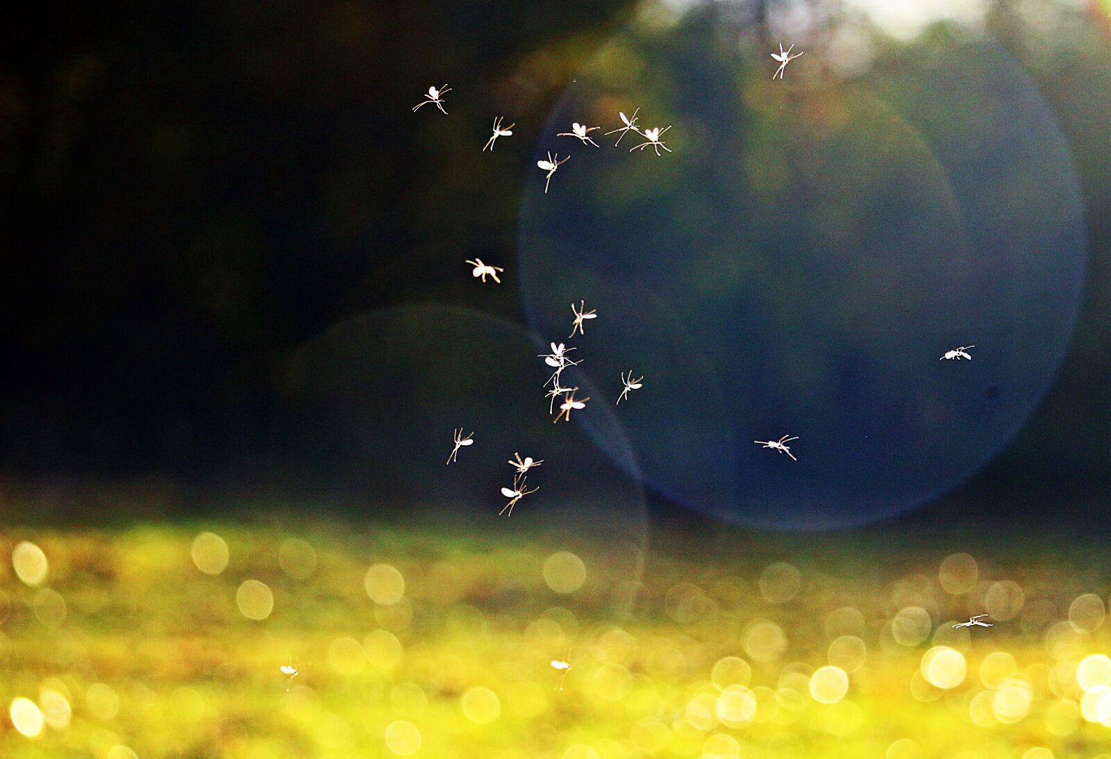 Canon EOS 100D (EOS Rebel SL1 / EOS Kiss X7) sample photo. Insect, mosquito, late summer photography