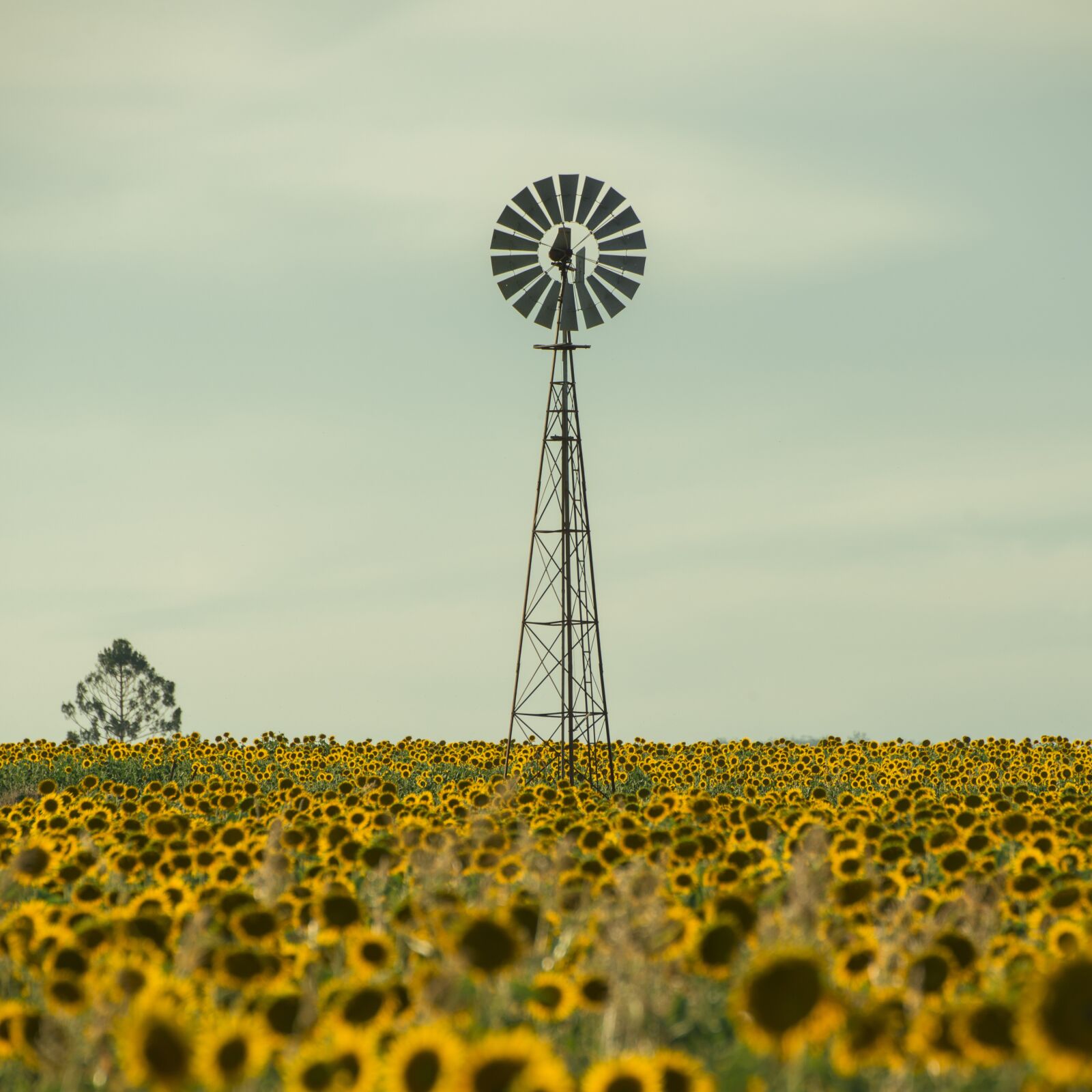 Nikon D800 sample photo. Field, nature, nobody photography