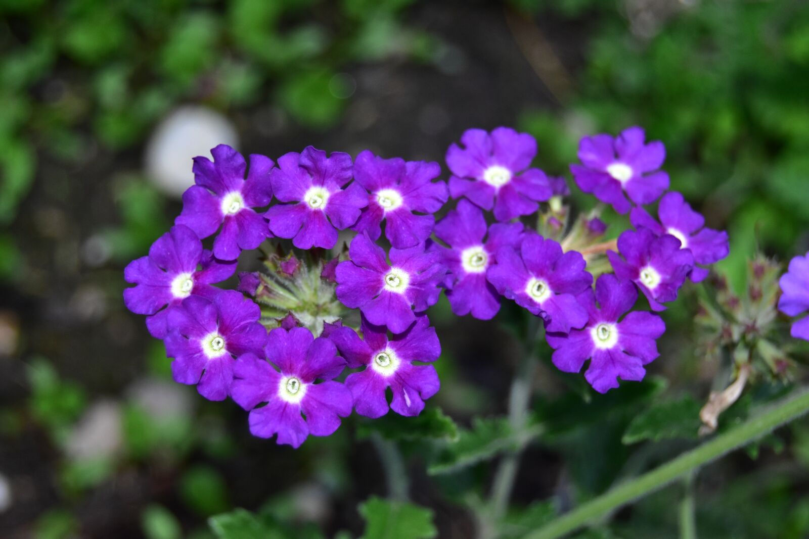 Nikon D5600 sample photo. Glandularia, flower, purple photography
