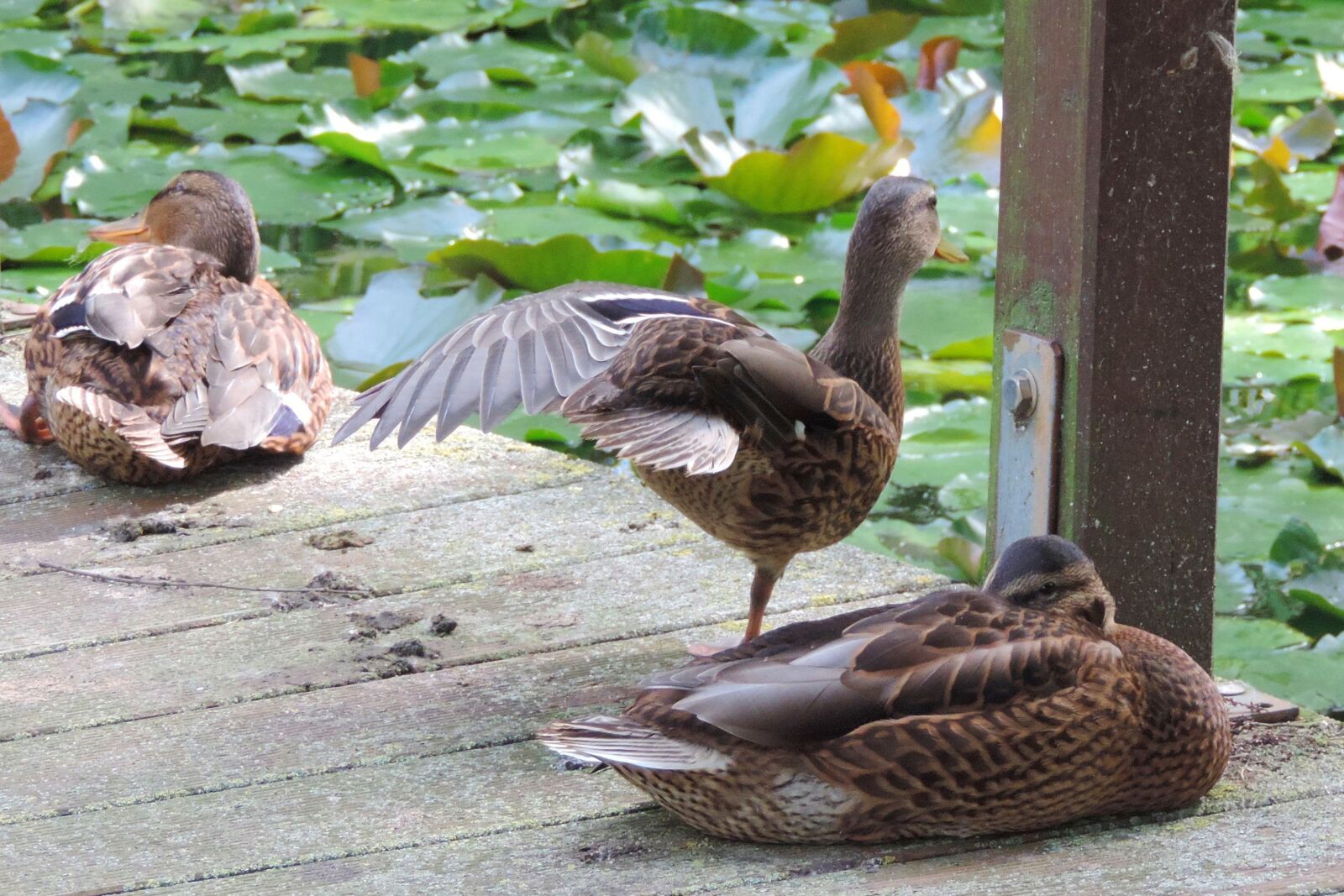 Nikon Coolpix P520 sample photo. Duck, nature, animal world photography