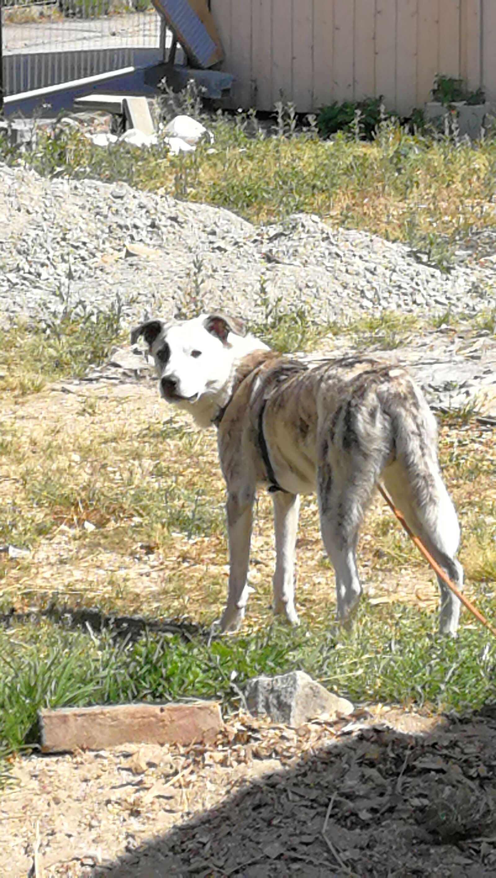HUAWEI P10 sample photo. Greyhound, hybrid, dog photography