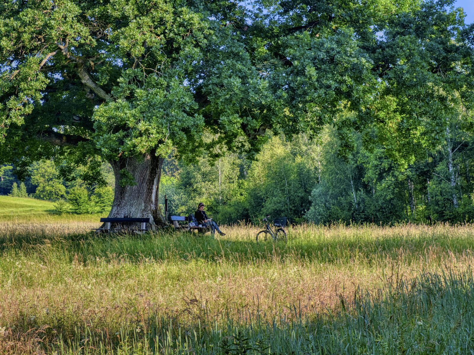 Nikon D7500 sample photo. Tree, oak, nature photography