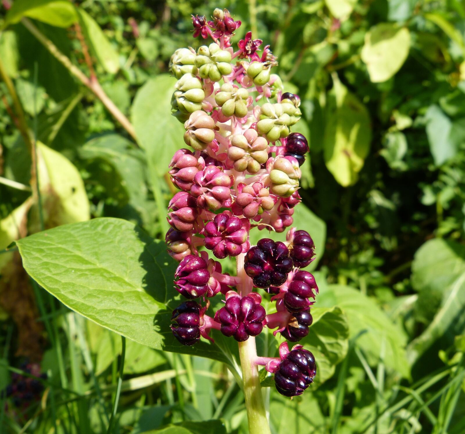 Panasonic Lumix DMC-FZ150 sample photo. Pokeweed, macro, fruit photography