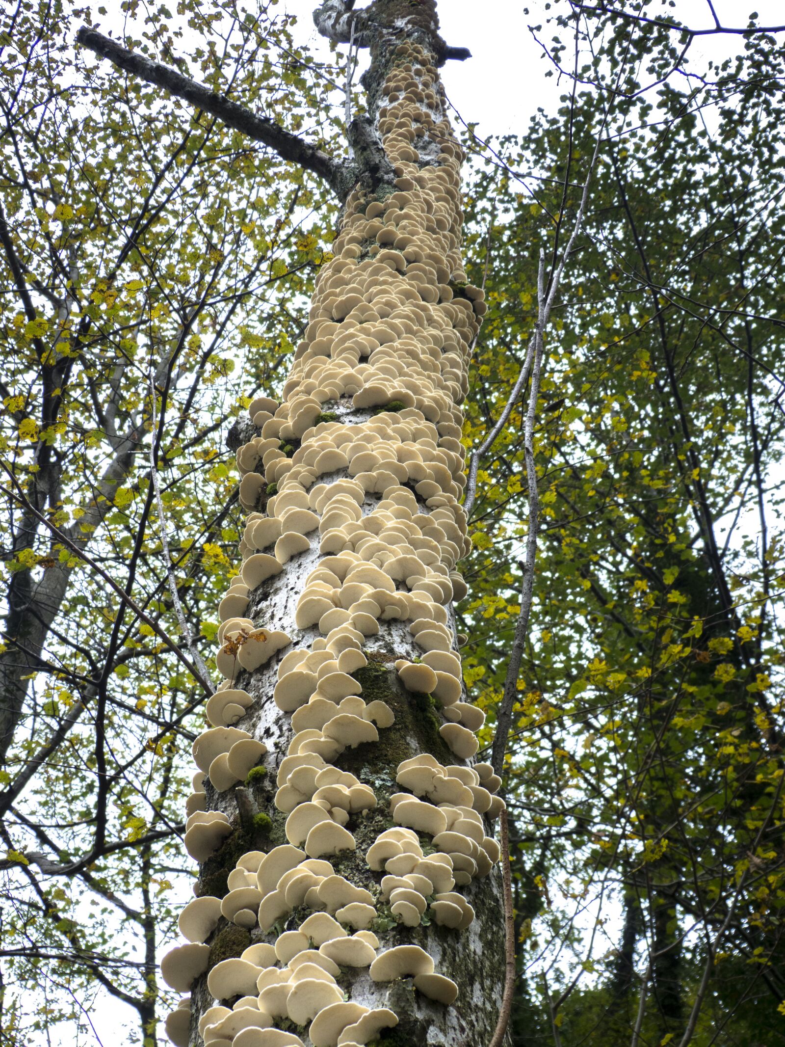 Panasonic Lumix DMC-FZ150 sample photo. Mushrooms, wood mushrooms, tree photography