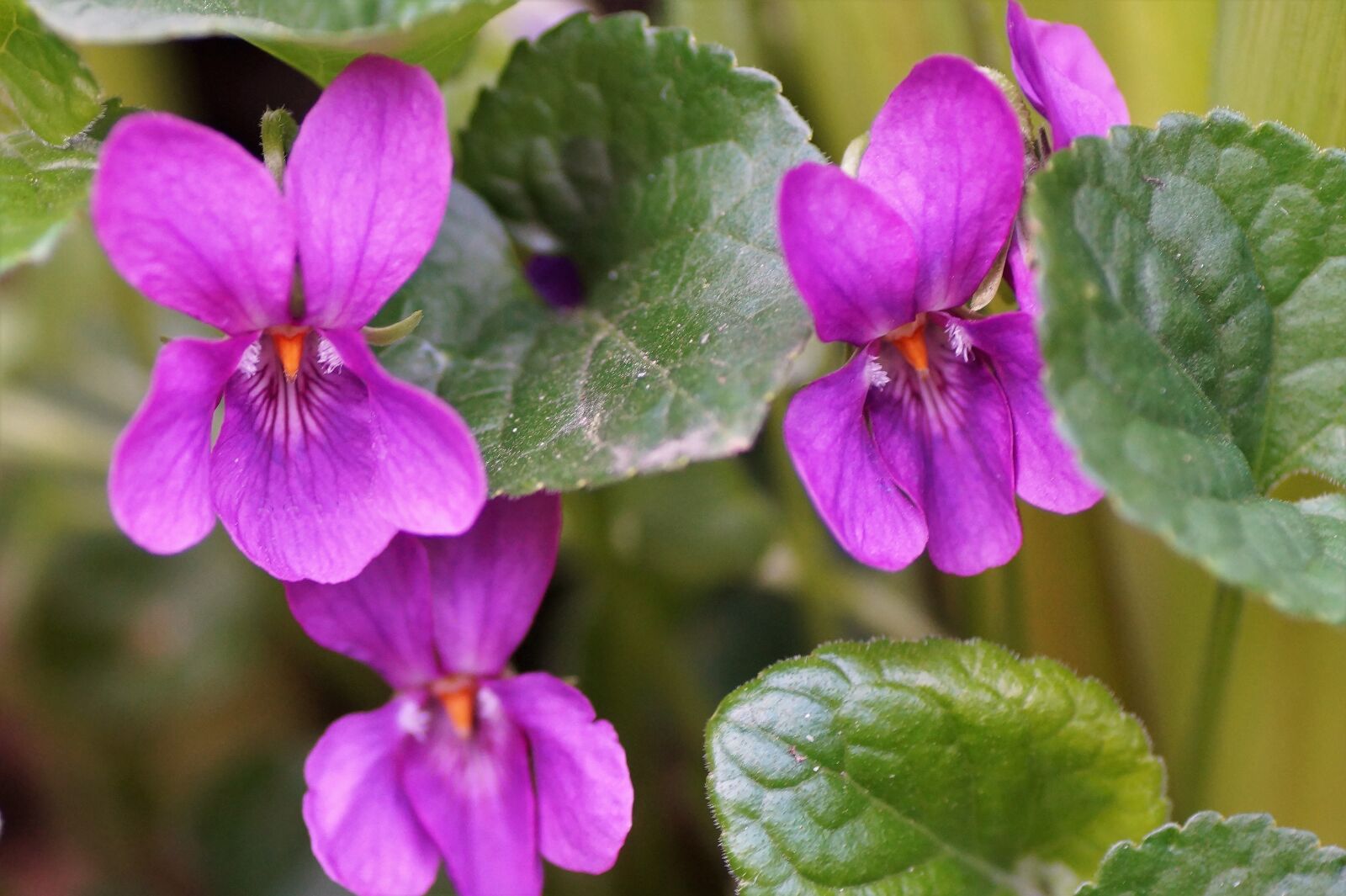 Sony SLT-A58 sample photo. Violet, pink, non-traditional photography