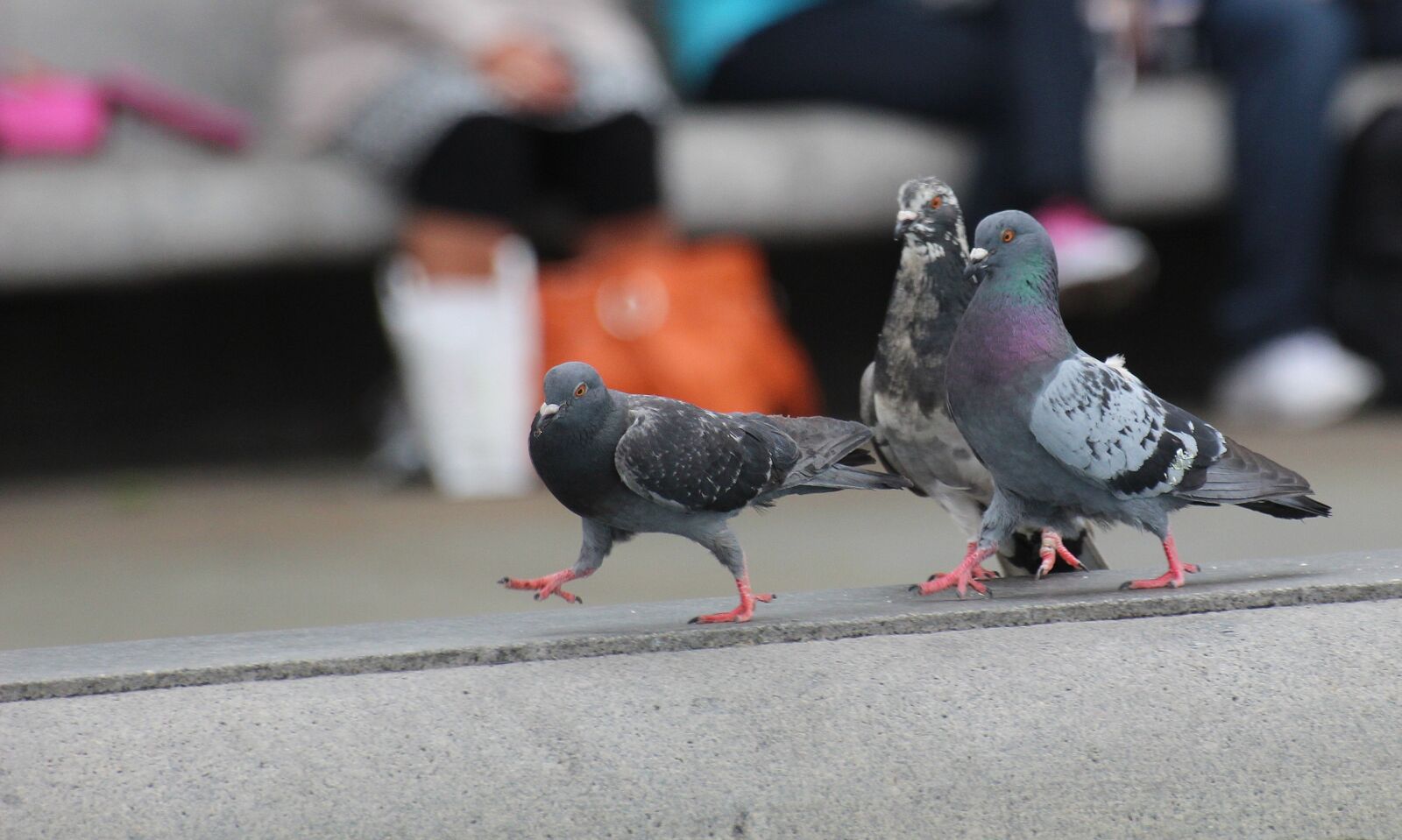 Canon EOS 600D (Rebel EOS T3i / EOS Kiss X5) sample photo. Nature, animals, birds photography