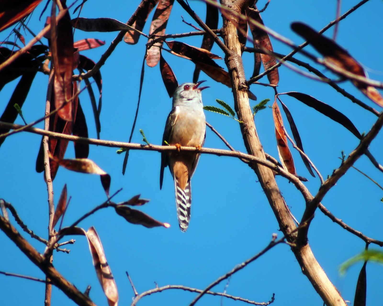 Tokina SD 400mm f/5.6 sample photo. Cuckoo sing, wild, wildlife photography
