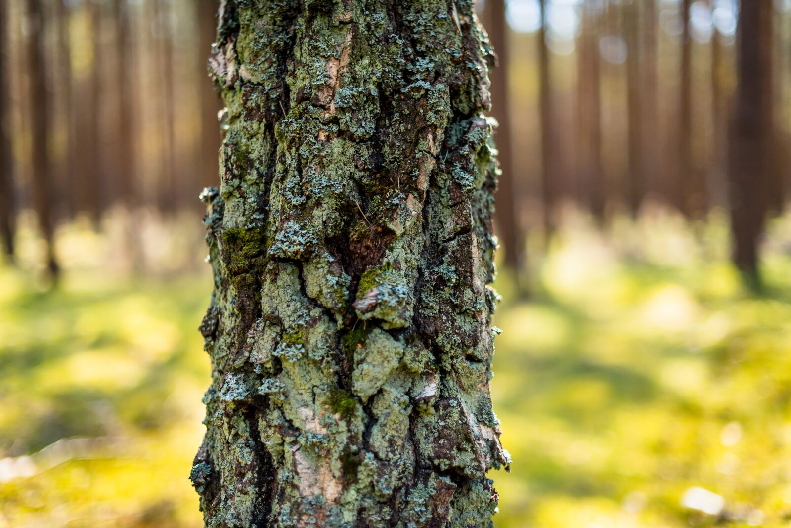 Nikon D800 sample photo. Forest, tree, one tree photography