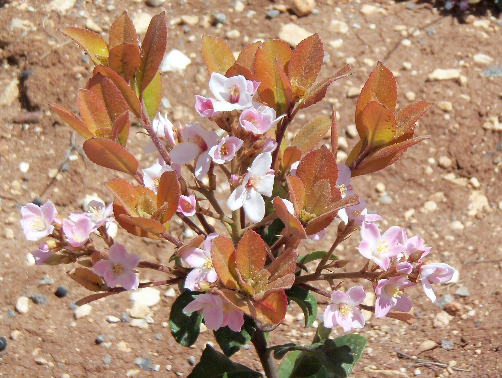 Kodak SLICE TOUCHSCREEN CAMERA, R502 sample photo. Floral, plant, natural photography