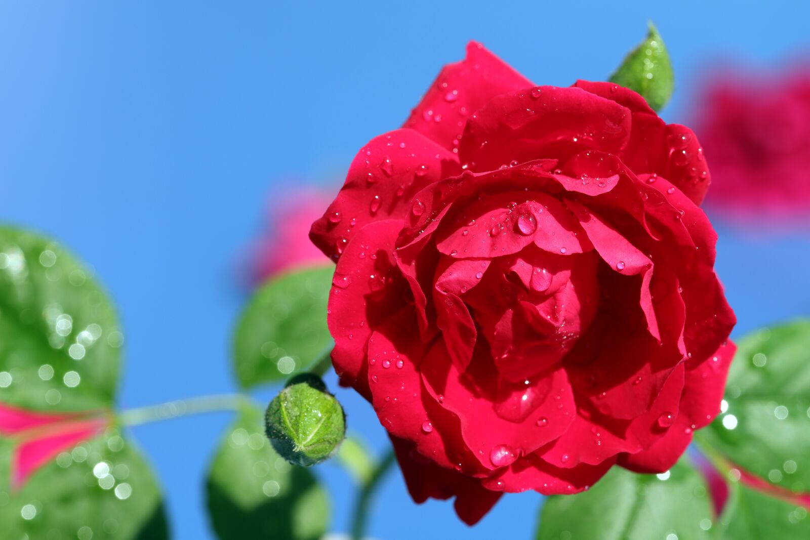 Canon EOS 6D Mark II sample photo. Rose, petal, flowers photography
