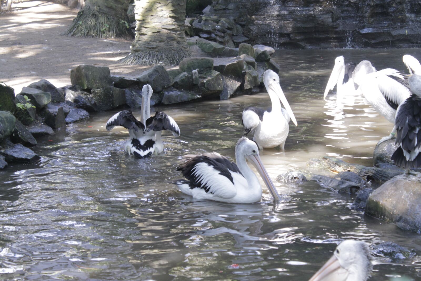 Canon EOS 1100D (EOS Rebel T3 / EOS Kiss X50) sample photo. Animal, pelican, nature photography