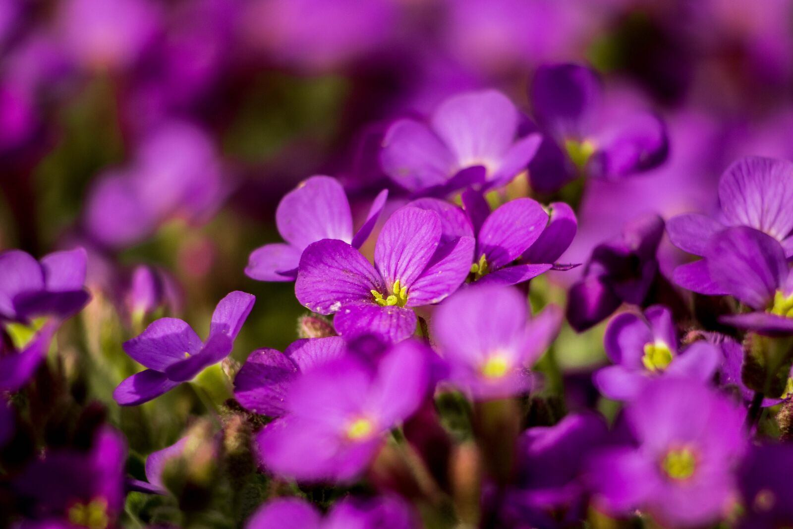 Canon EOS 200D (EOS Rebel SL2 / EOS Kiss X9) sample photo. Obrieta, flowers, purple photography