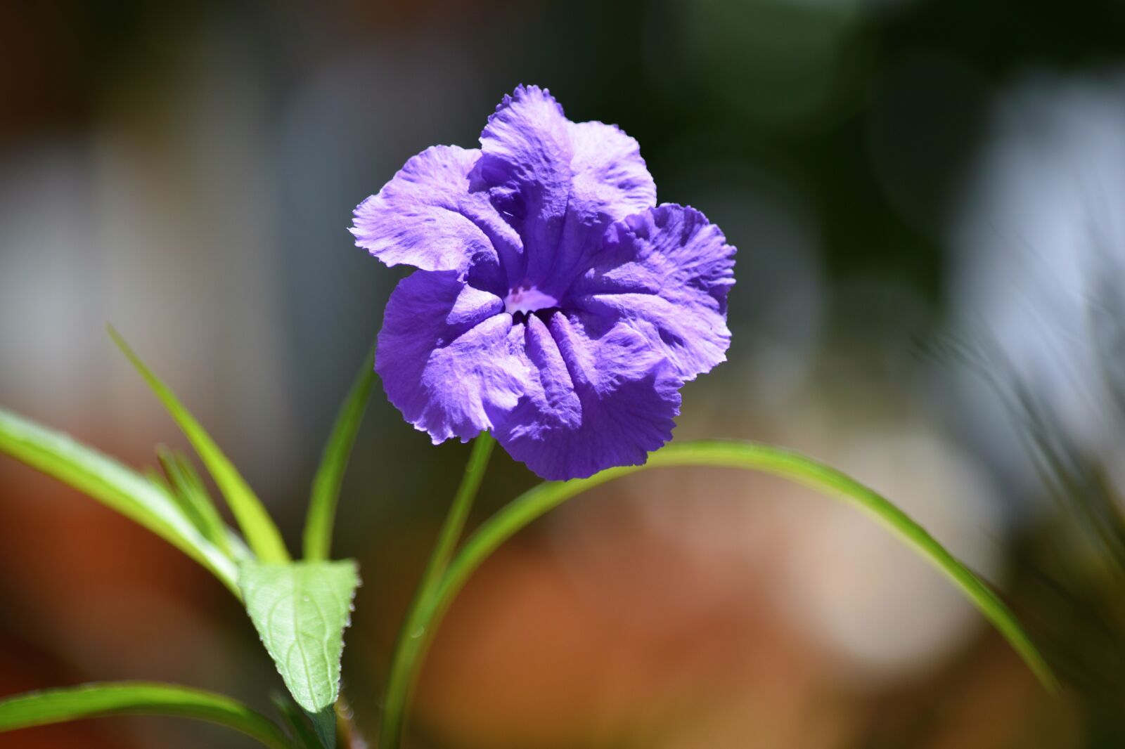Nikon D5300 sample photo. Flower, nature, flora photography