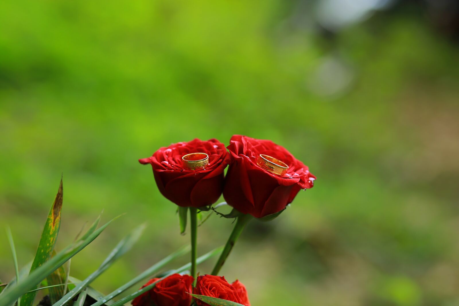 Canon EF 85mm F1.8 USM sample photo. Engagement ring, engagement, roses photography