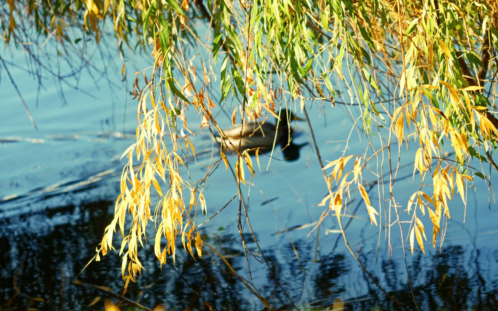 Nikon D5100 sample photo. Landscape, autumn, lake photography