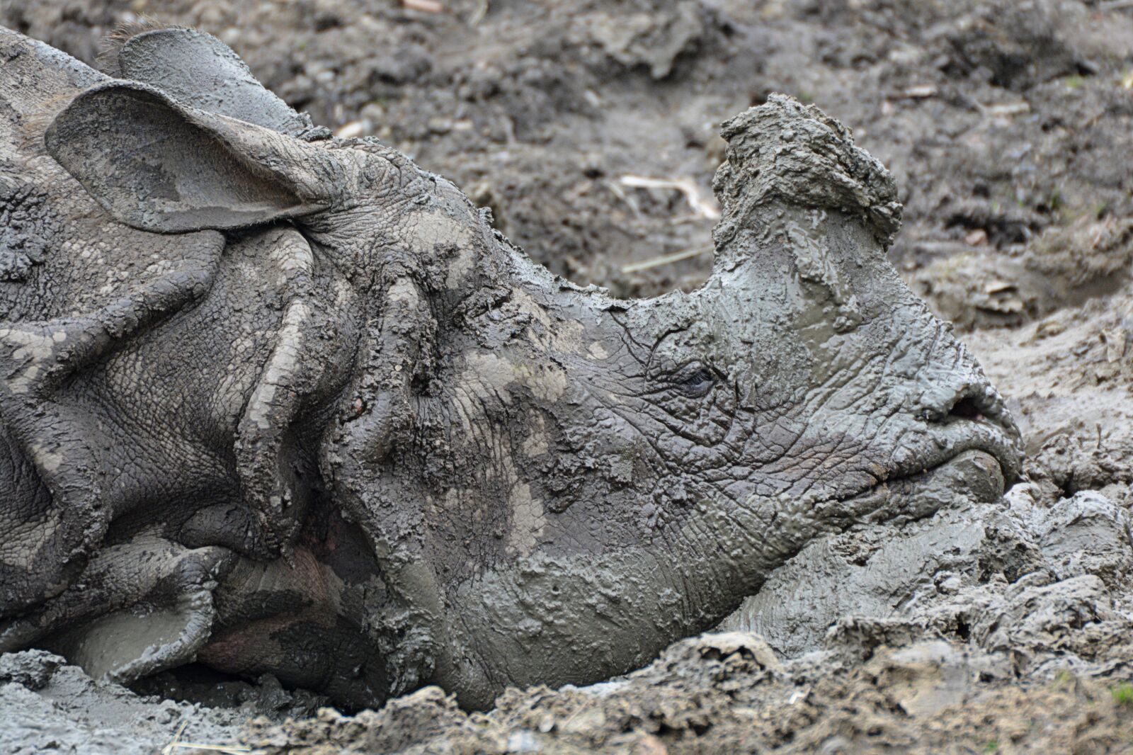 Nikon D5200 sample photo. Rhino, mud, animal photography