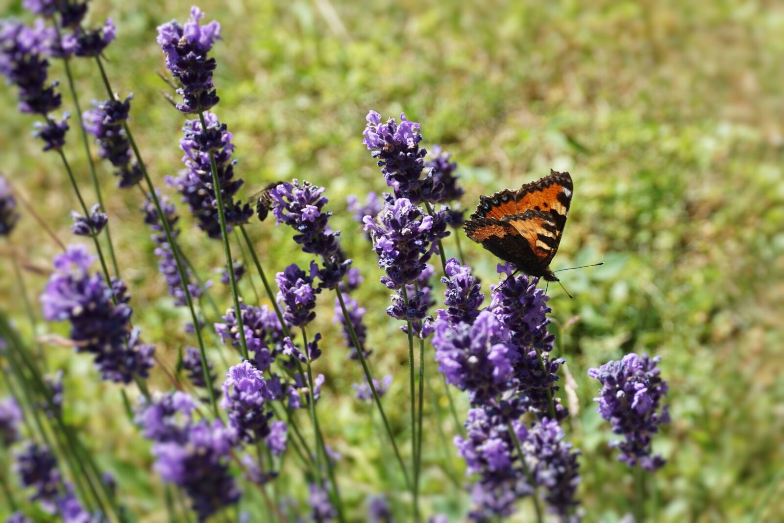 Sony a6000 sample photo. Flower, butterfly, grass photography