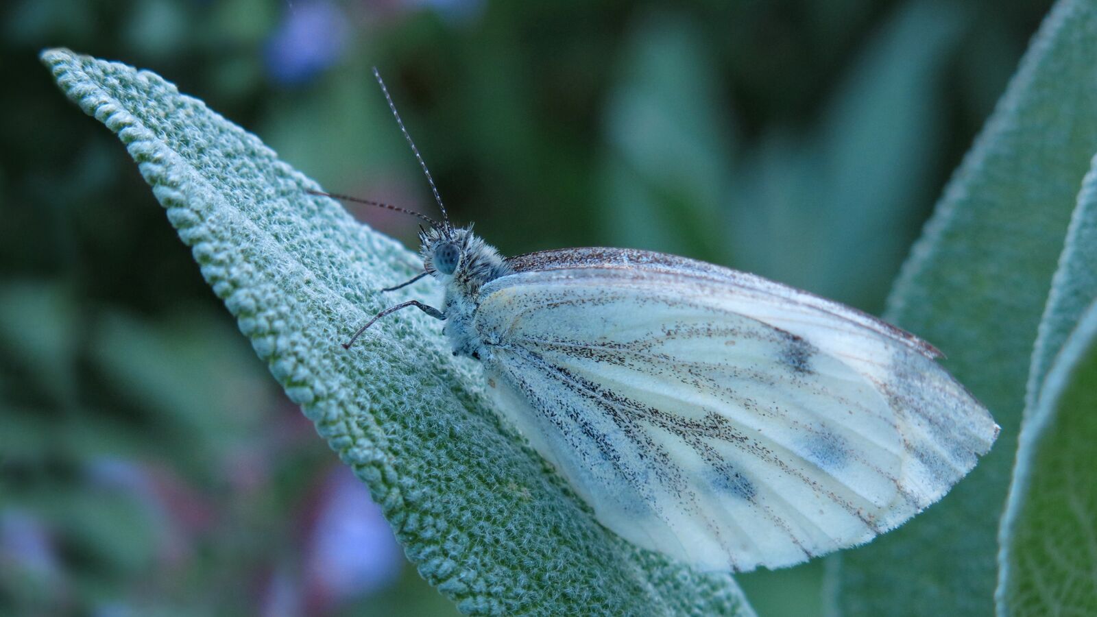 Canon PowerShot G15 sample photo. Butterfly, butterflies, white ling photography
