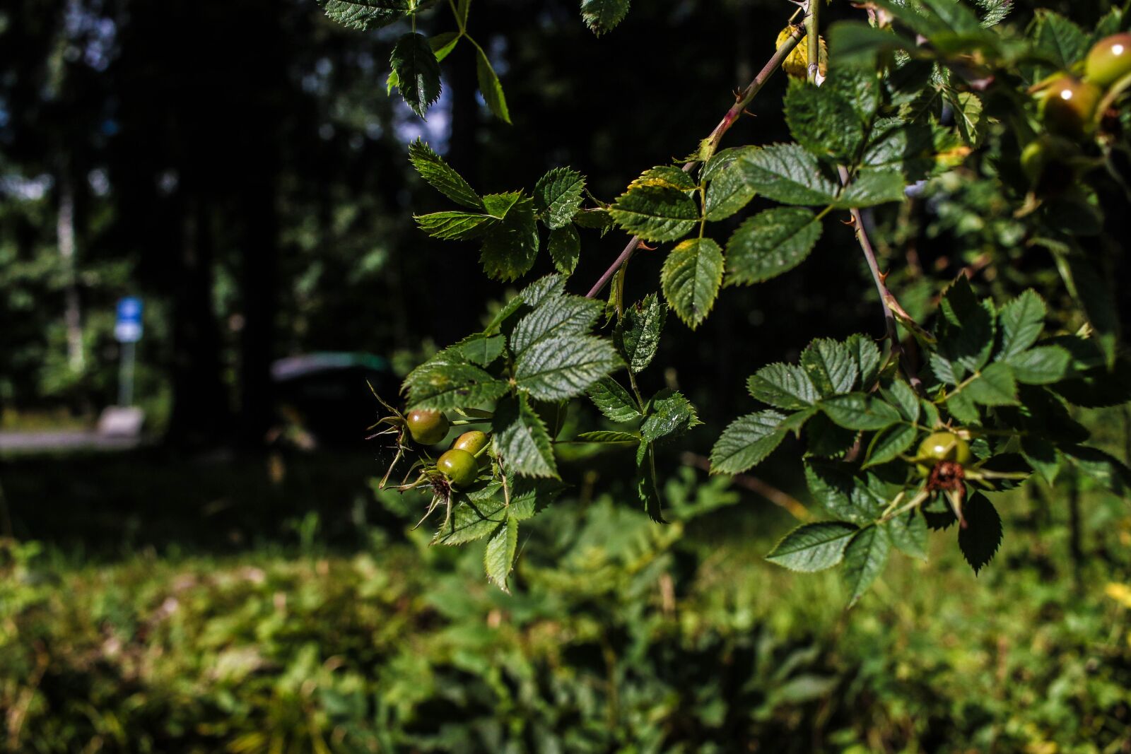 Canon EOS 7D Mark II sample photo. Green, plant, wide angle photography