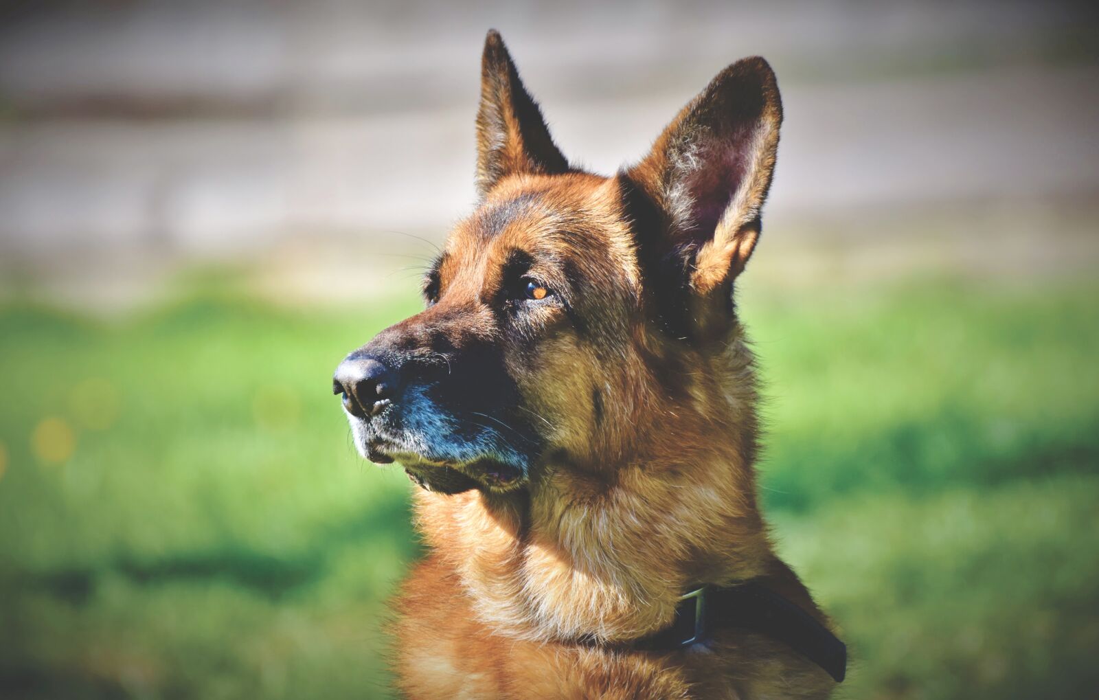 Nikon D7200 sample photo. Sch fer dog, german photography
