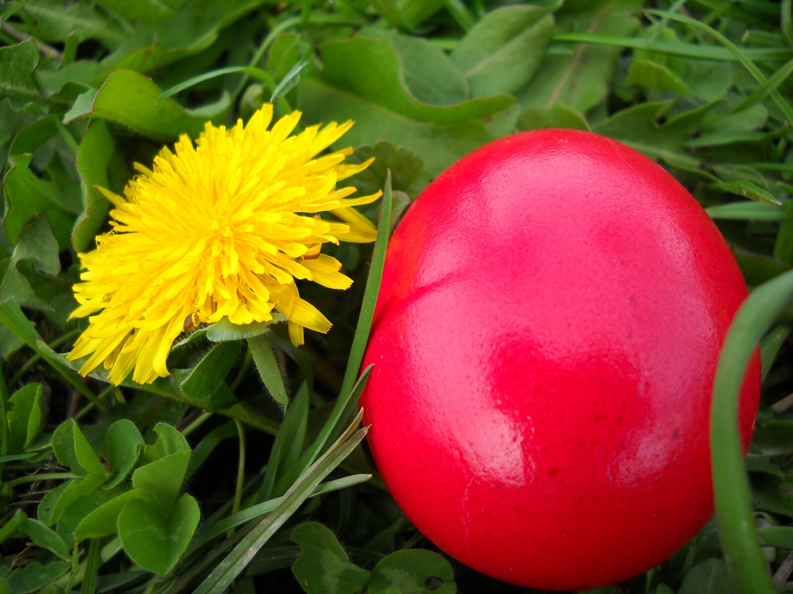 Nikon Coolpix L20 sample photo. Flower, red, egg, village photography