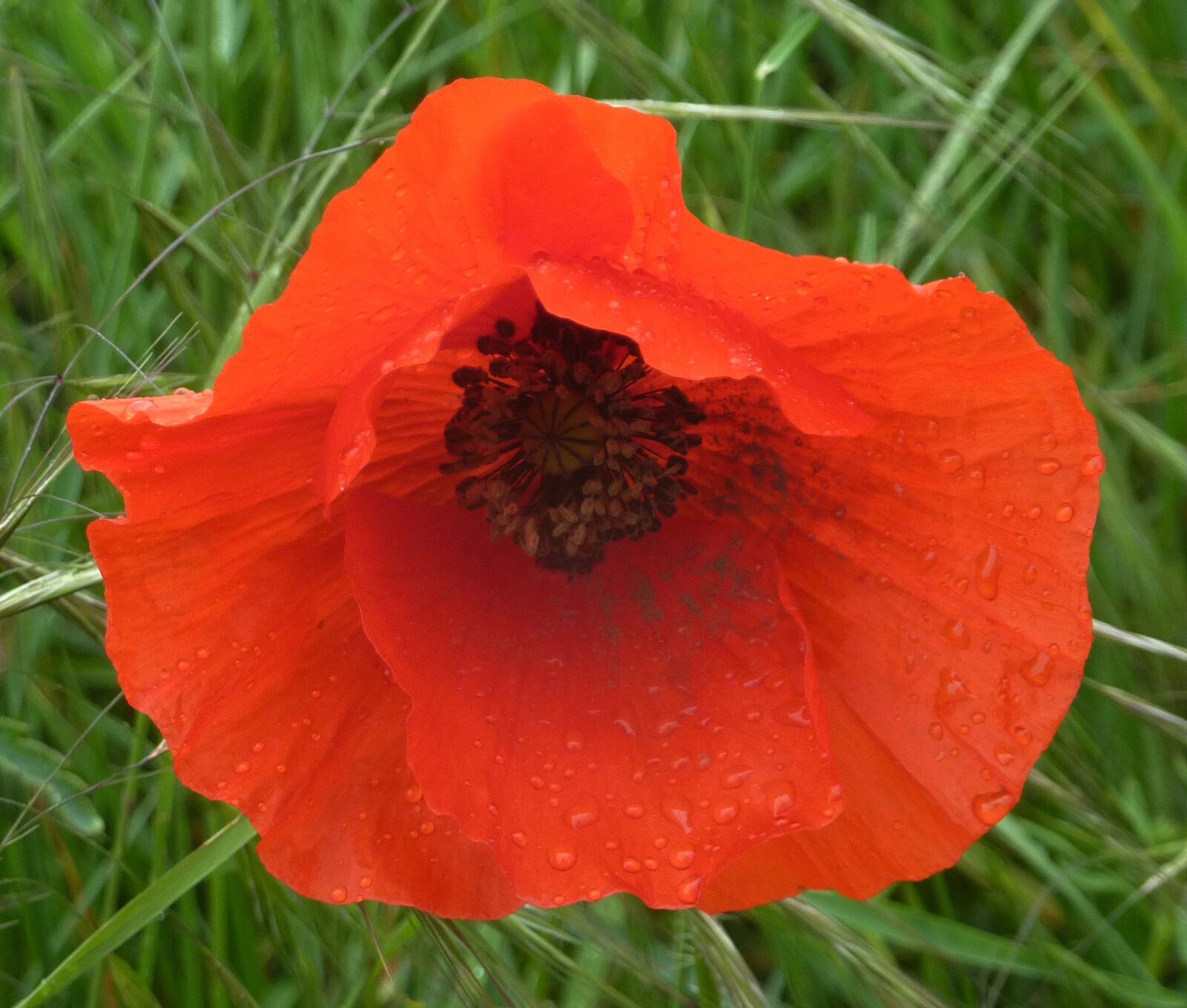 Panasonic DMC-TZ7 sample photo. Flower, poppy, flora photography
