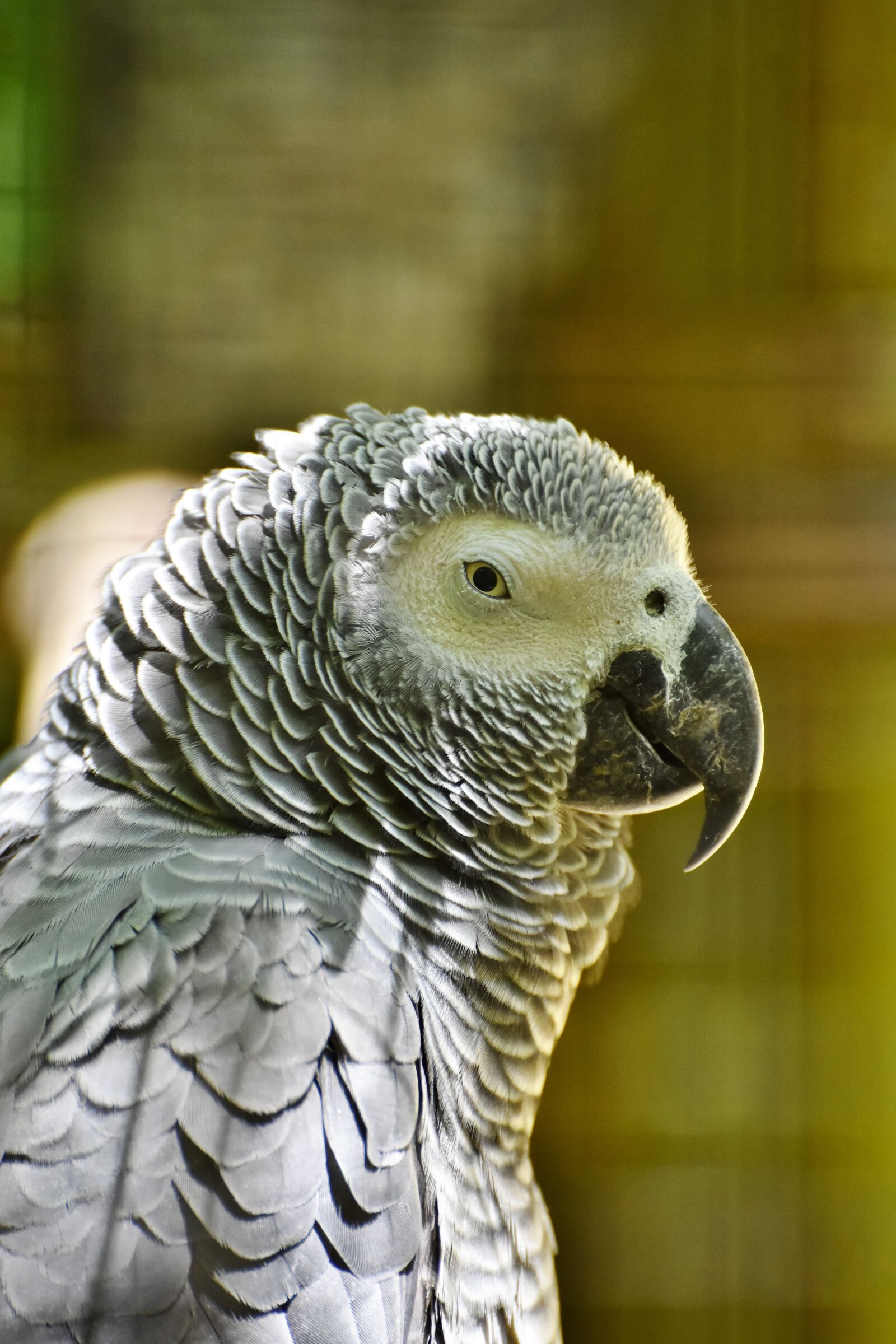 Nikon D7200 sample photo. African grey parrot, parrot photography