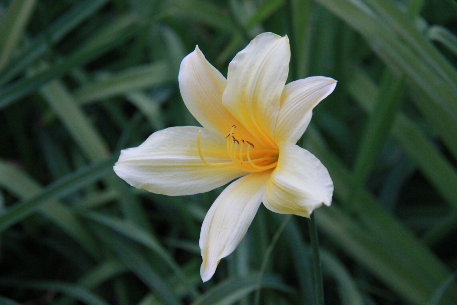 Canon EF-S 18-200mm F3.5-5.6 IS sample photo. Flower, yellow, orange photography