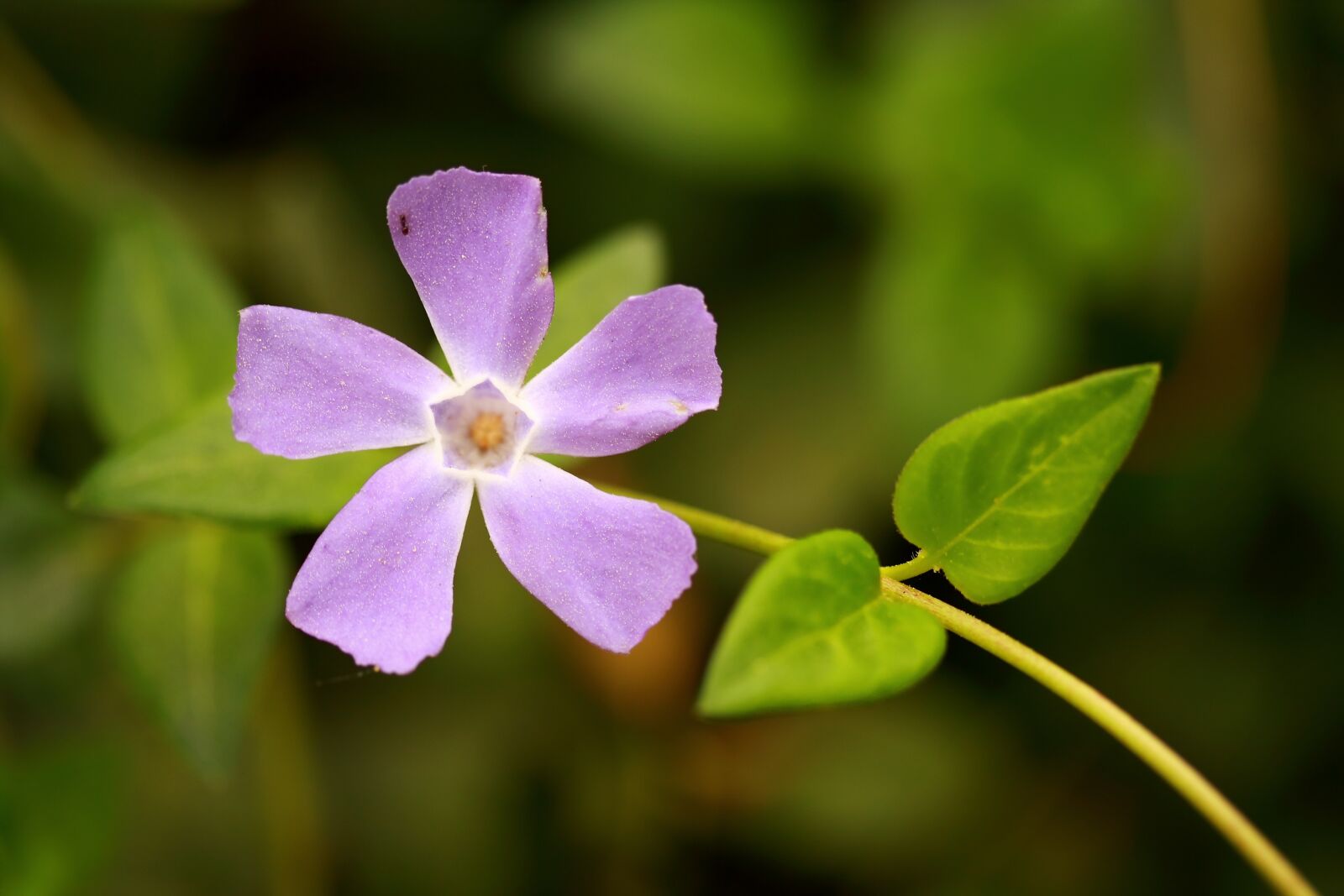 Canon EOS 40D sample photo. Flower, purple, beautiful photography