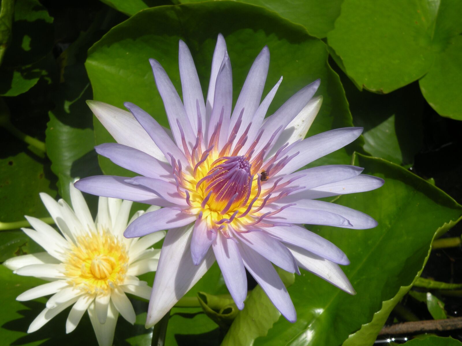 Nikon Coolpix P80 sample photo. Lotus, water plant, blossom photography