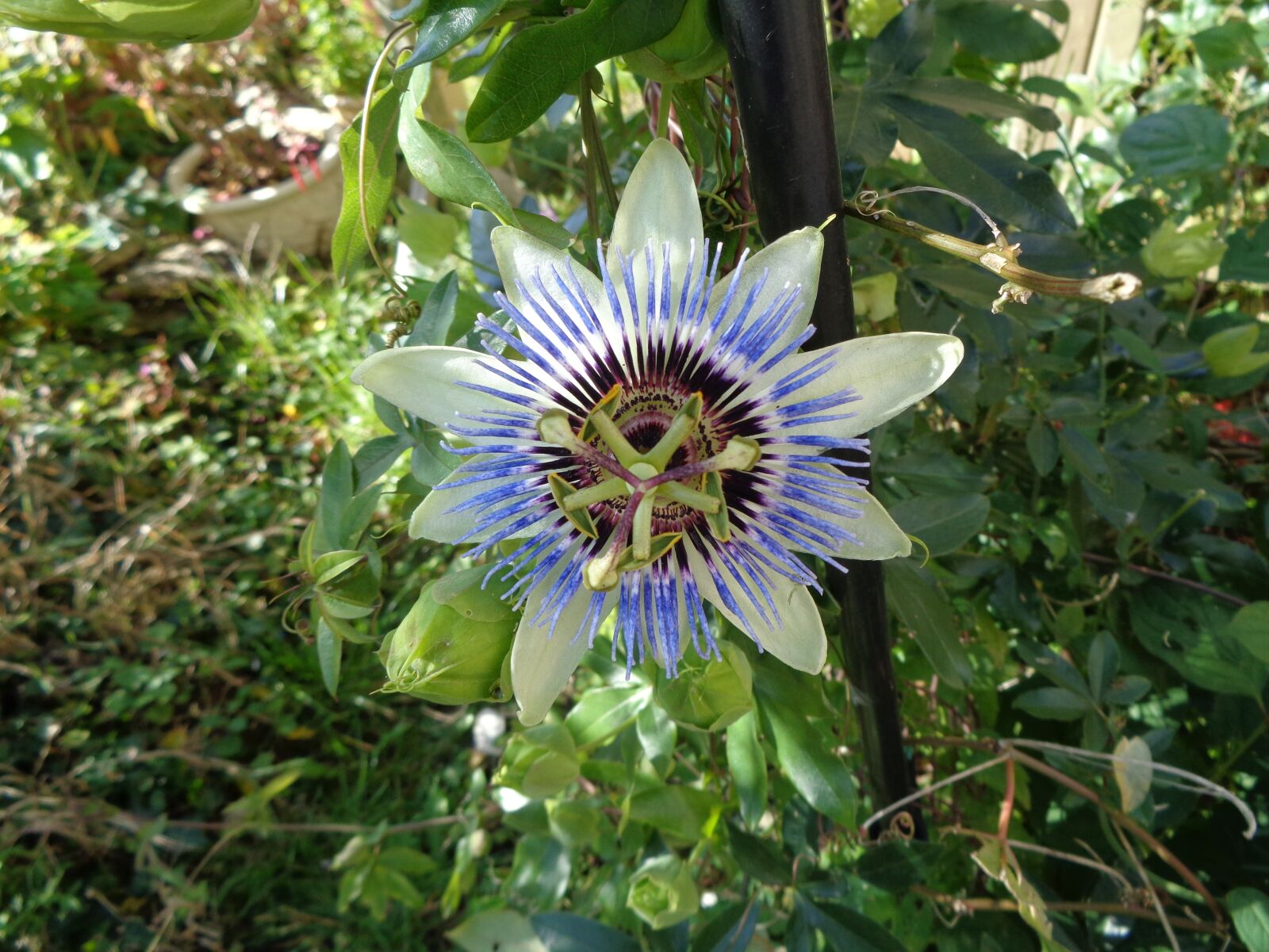 Sony Cyber-shot DSC-W830 sample photo. Passionflower, flower, garden photography