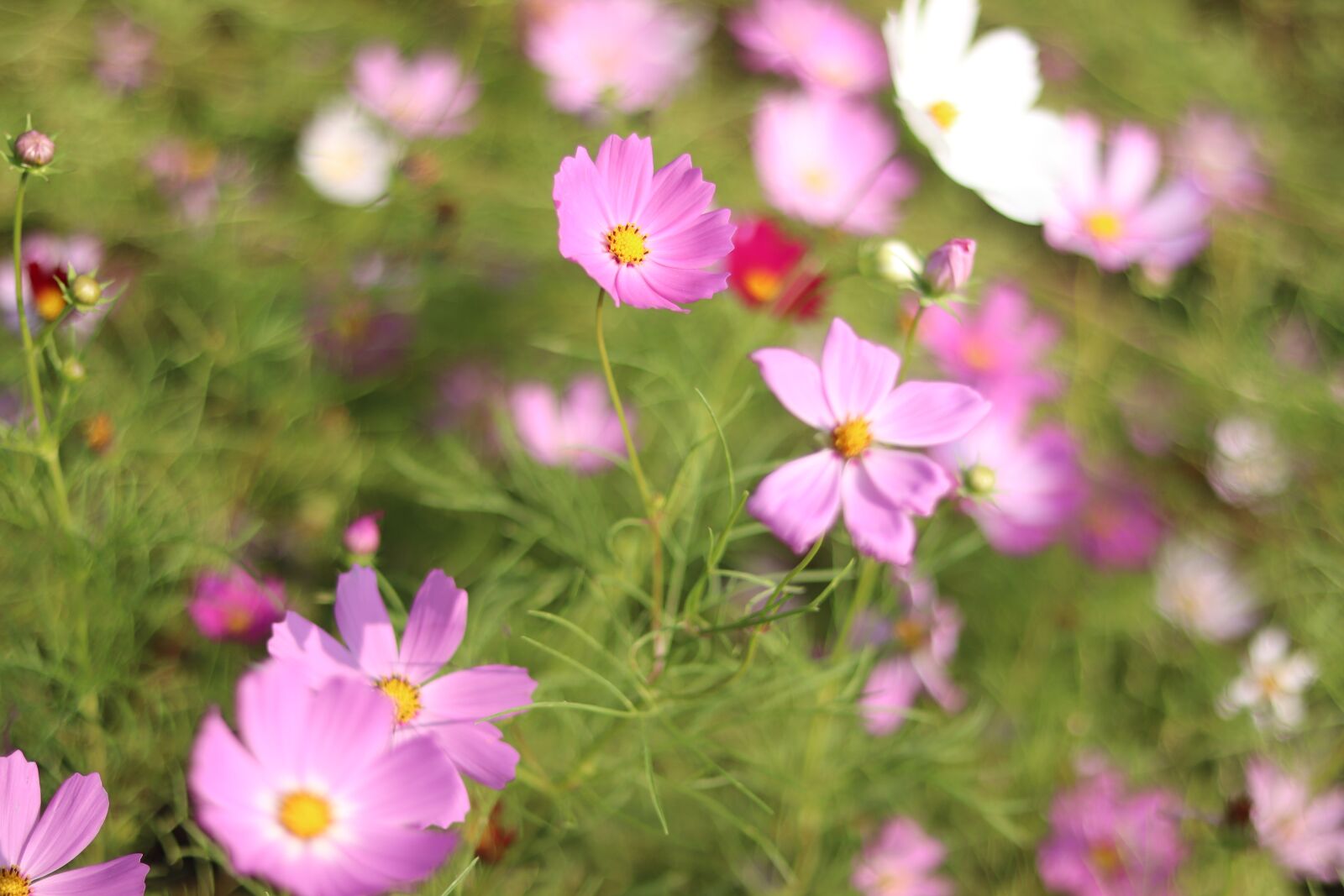 Canon EOS 800D (EOS Rebel T7i / EOS Kiss X9i) + Canon EF 50mm F1.8 STM sample photo. Cosmos, flowers, wallpaper photography