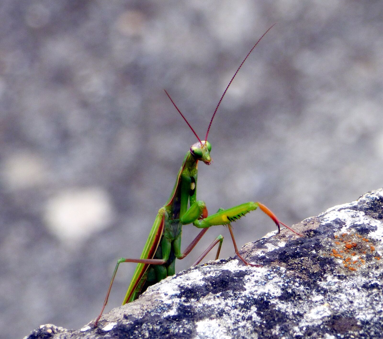 Panasonic DMC-FZ72 sample photo. Insect, mantis, nature photography
