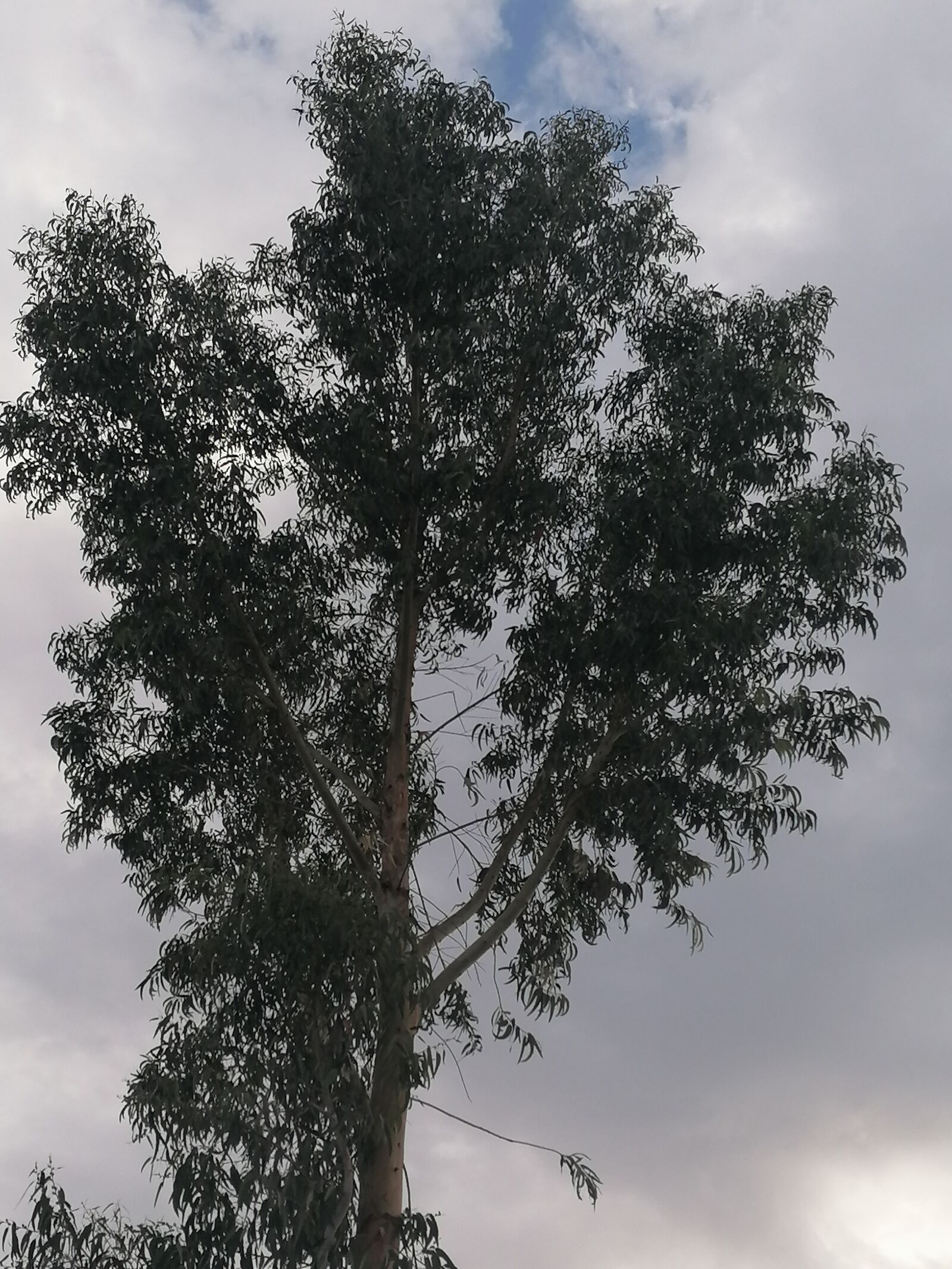 HUAWEI P30 LITE sample photo. árbol, planta, eucalipto photography