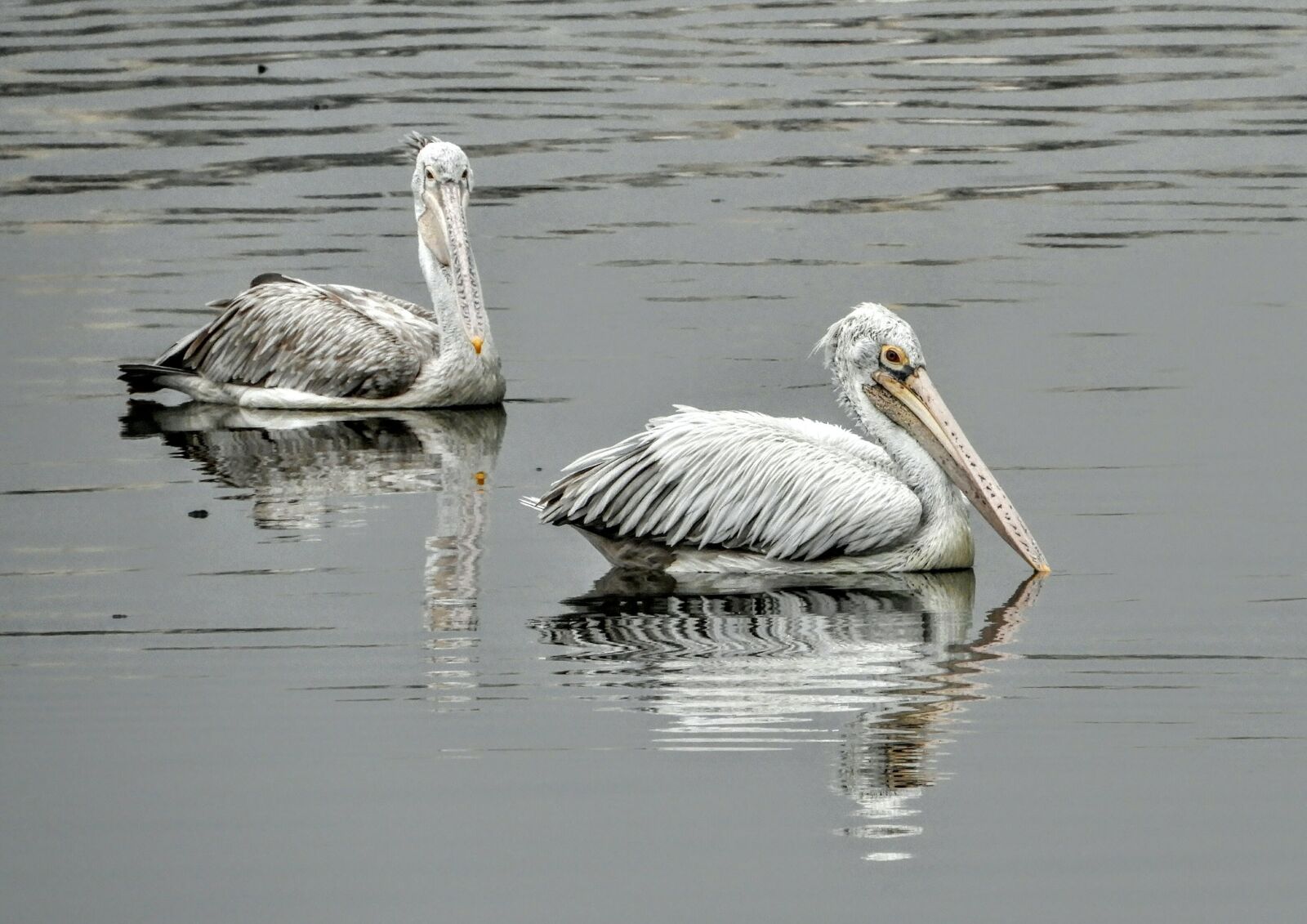 Nikon Coolpix B700 sample photo. Water, pelican, bird photography