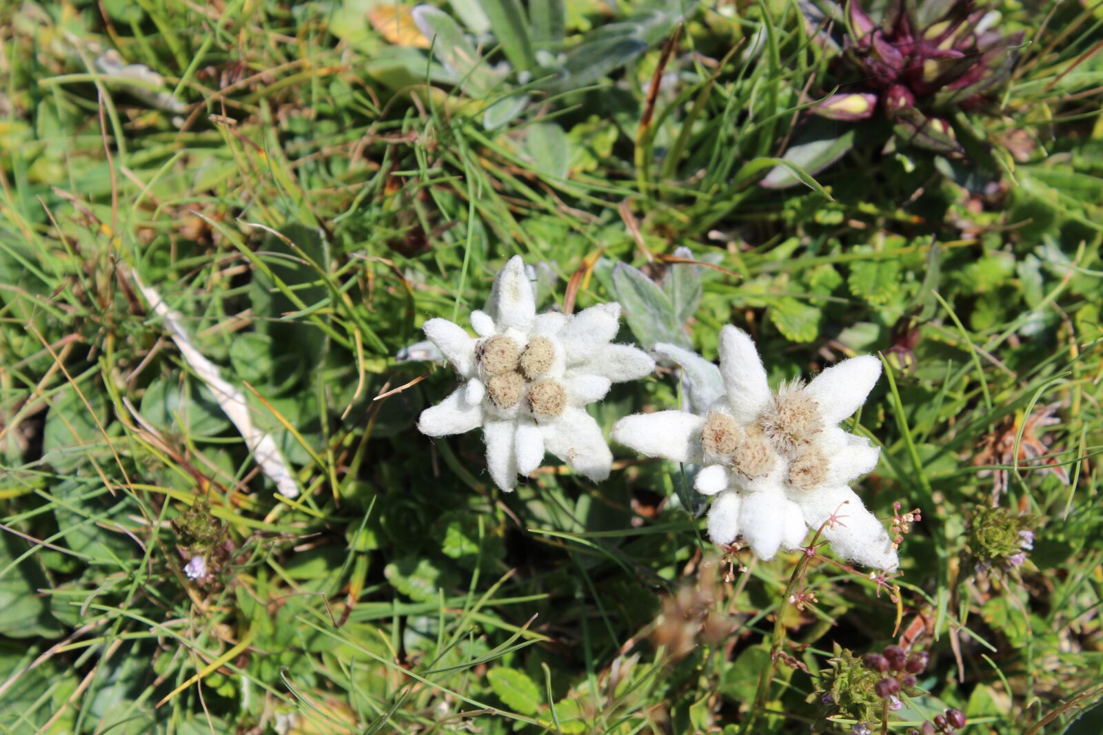 Canon EOS 600D (Rebel EOS T3i / EOS Kiss X5) sample photo. Edelweiss, austria, wild flower photography