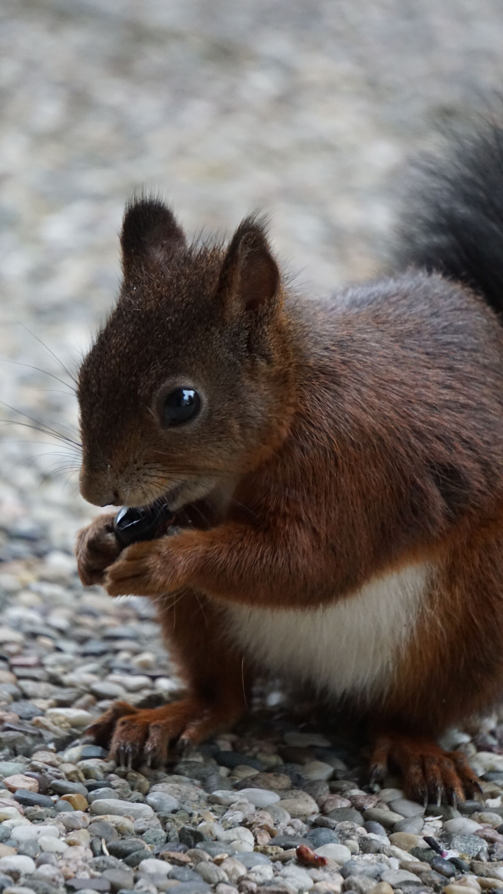 Sony E 55-210mm F4.5-6.3 OSS sample photo. Squirrel, brown, eating photography