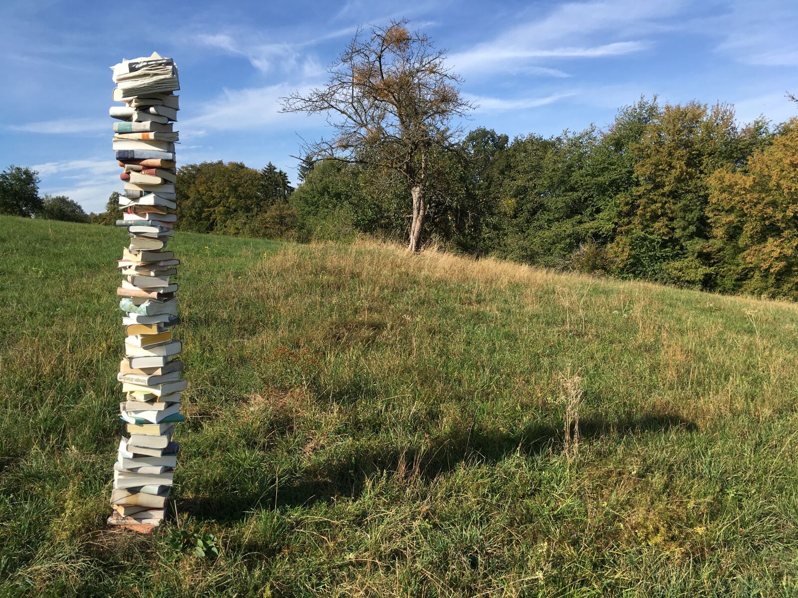 iPhone SE back camera 4.15mm f/2.2 sample photo. Books, book, tree photography
