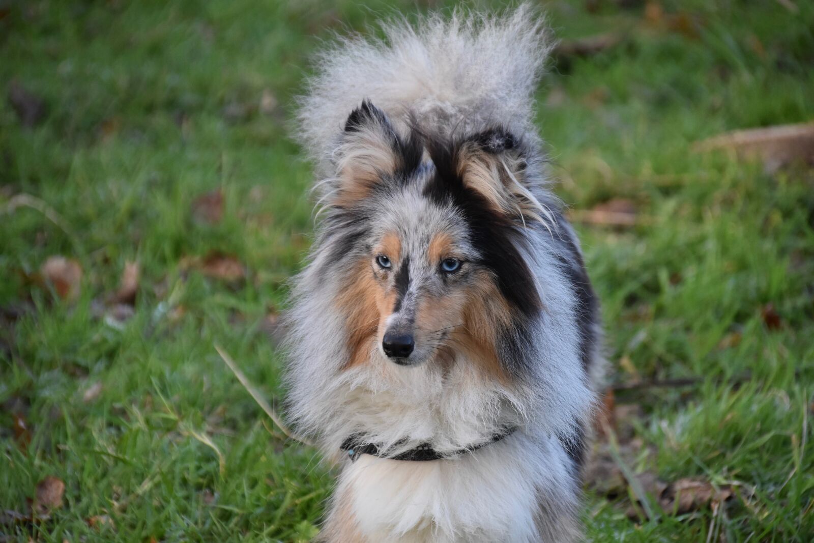 Nikon D5600 sample photo. Dog, bitch, puppy shetland photography