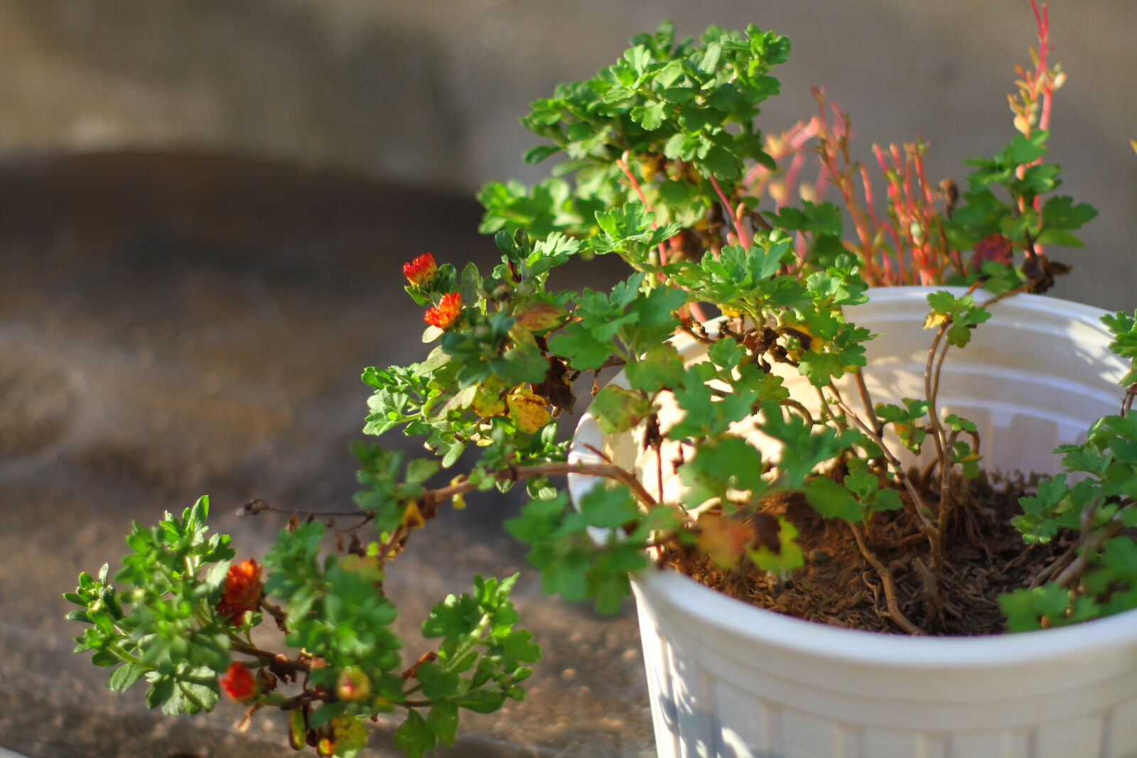 Canon EOS 7D sample photo