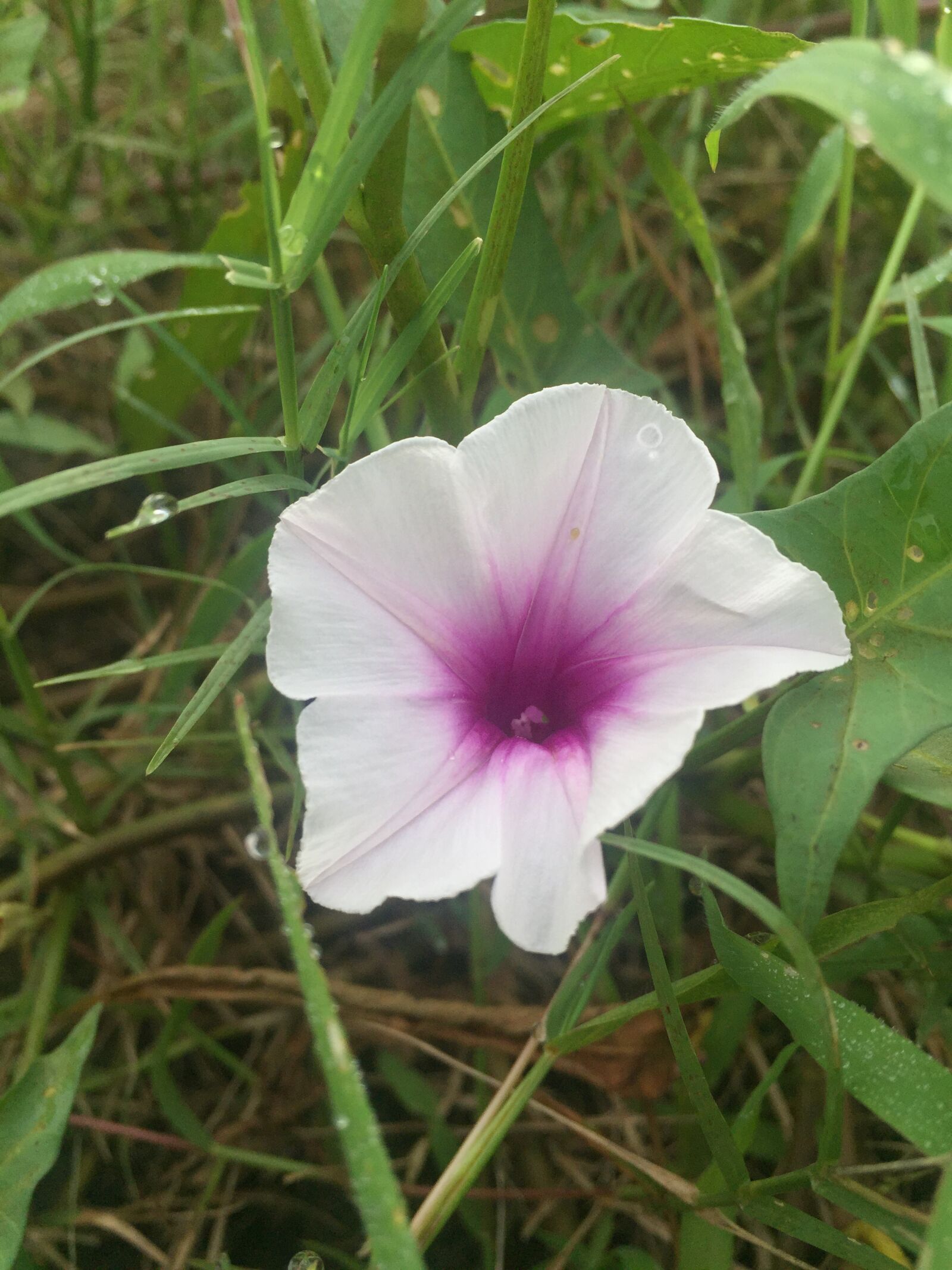 iPhone 6 back camera 4.15mm f/2.2 sample photo. Flower, purple, nature photography