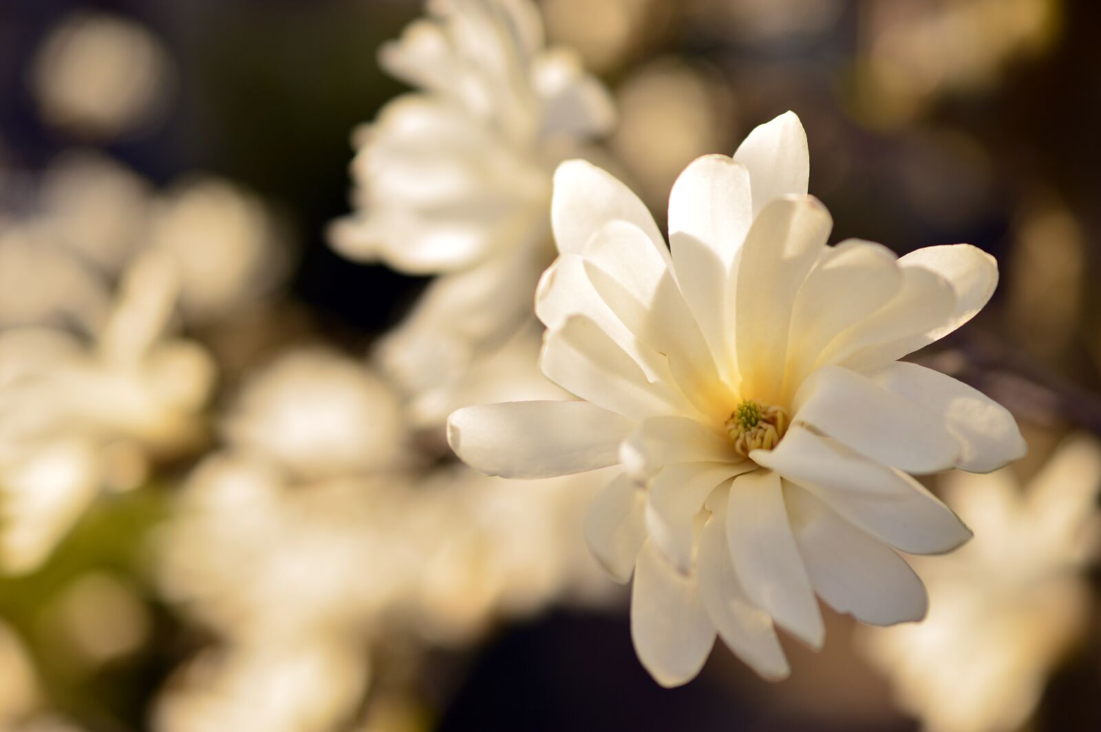 Nikon D3200 sample photo. Star magnolia, magnolia, magnoliaceae photography