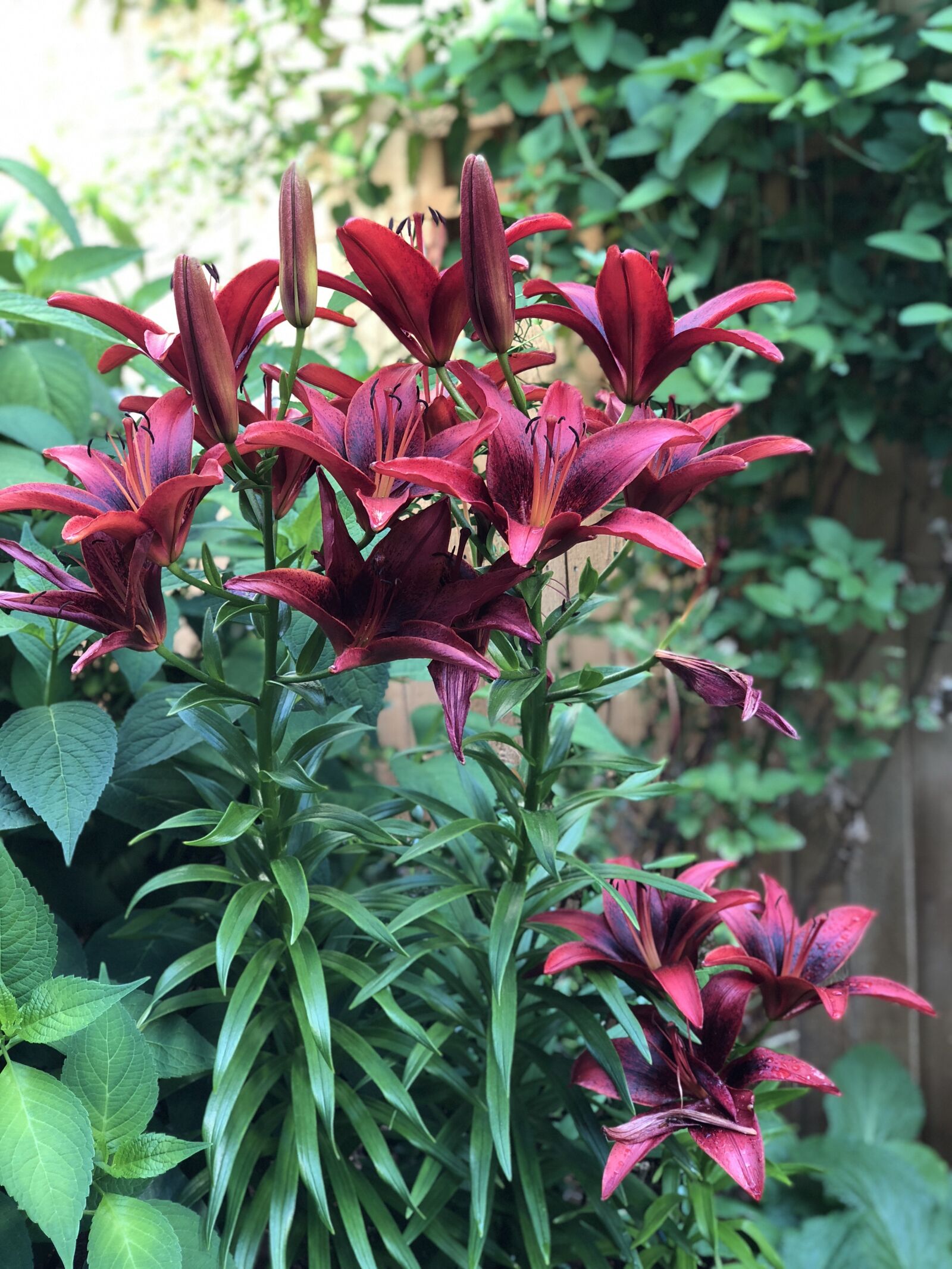 iPhone X back dual camera 6mm f/2.4 sample photo. Flowers, bulbs, nature photography