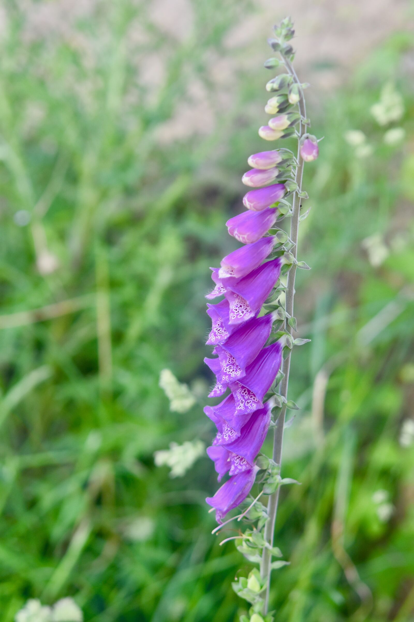 Nikon D5600 sample photo. Flower, flower digital, plant photography
