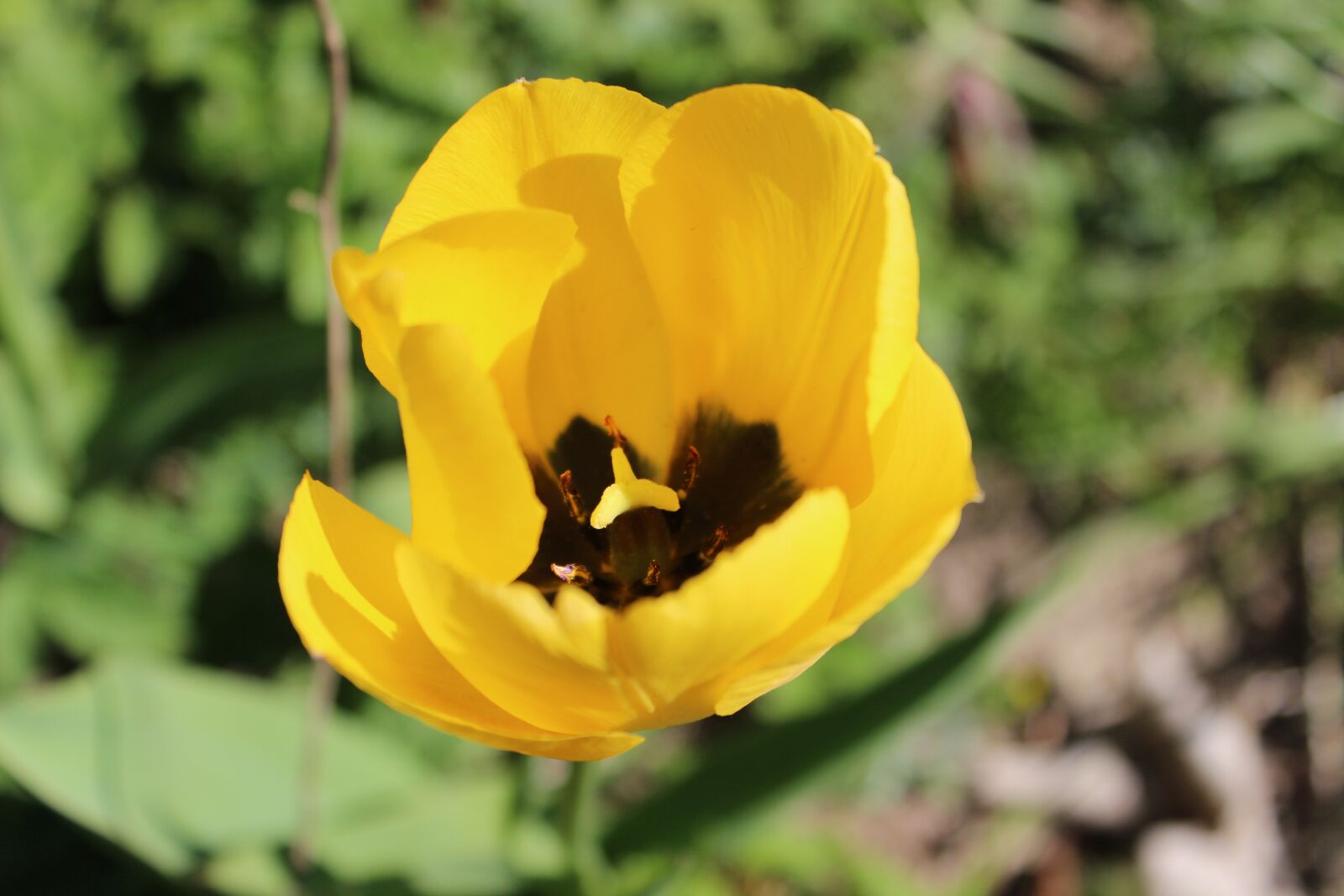 Canon EOS 600D (Rebel EOS T3i / EOS Kiss X5) sample photo. Tulip, blossom, bloom photography