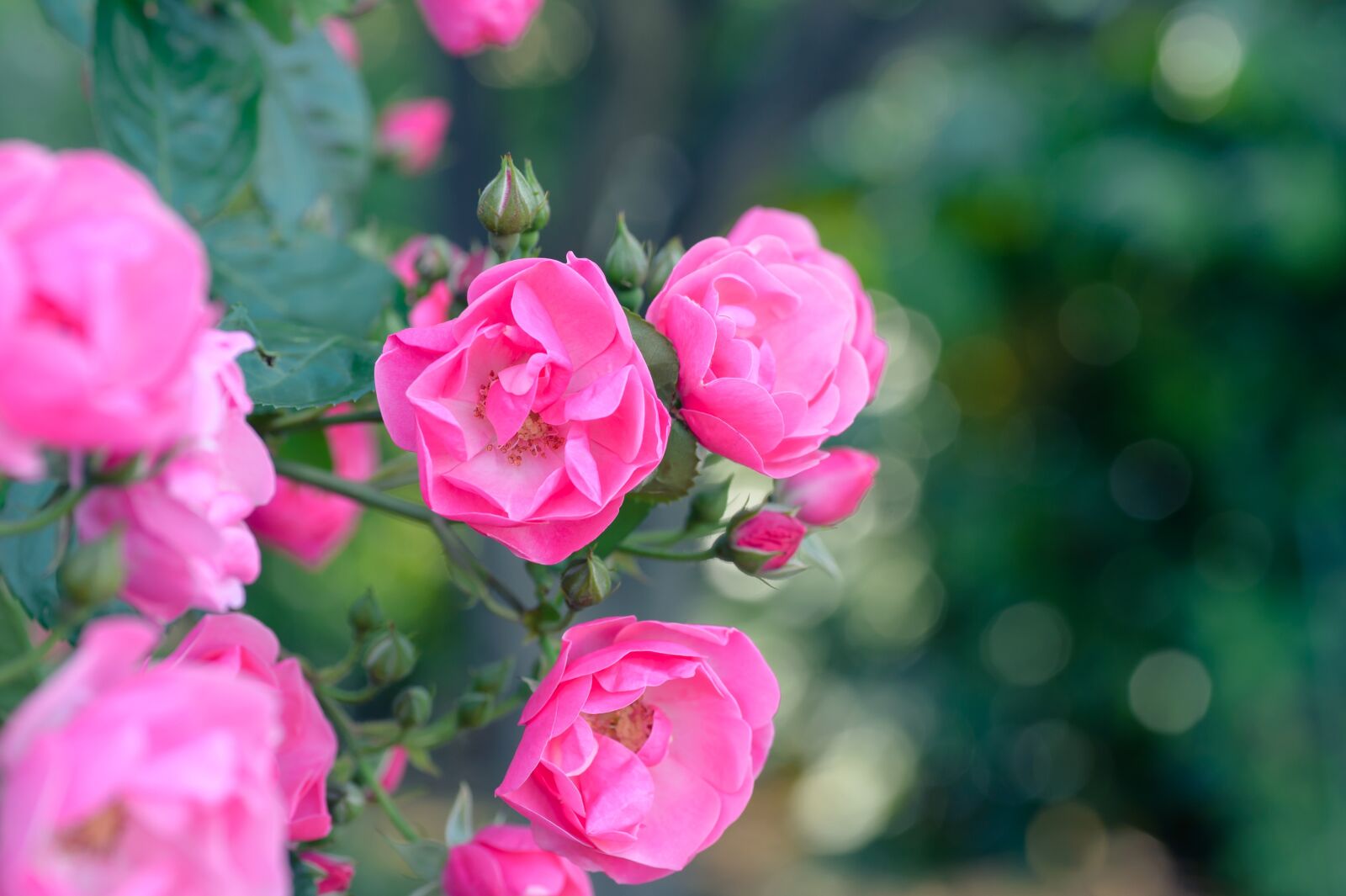 Nikon Df sample photo. Natural, plant, rose photography