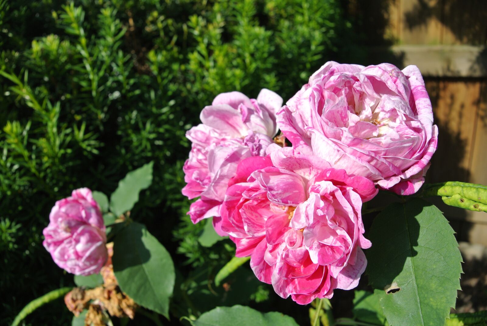 Nikon 1 J2 sample photo. Rose, blossom, bloom photography