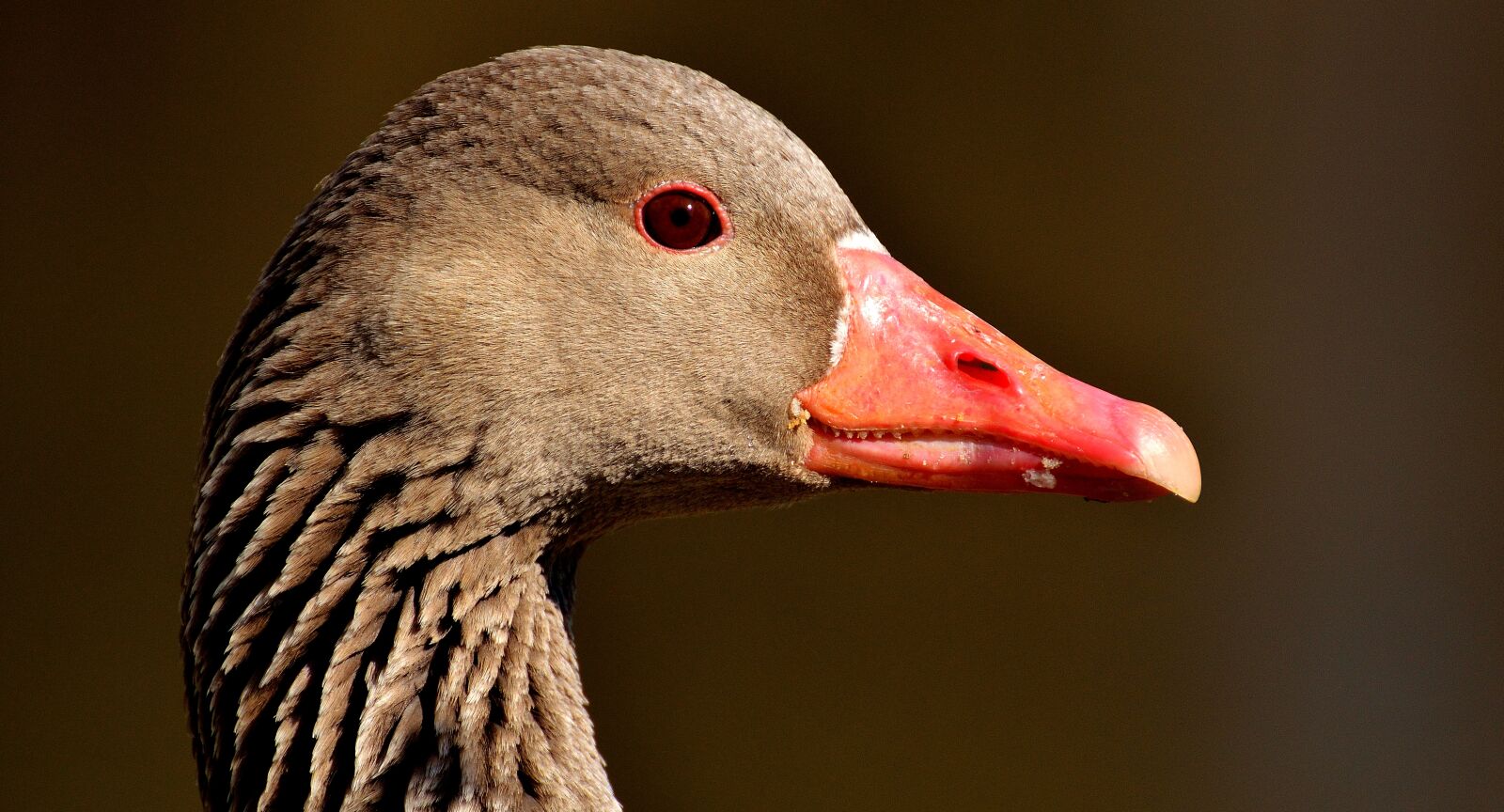 Nikon D3200 sample photo. Goose, water bird, animal photography